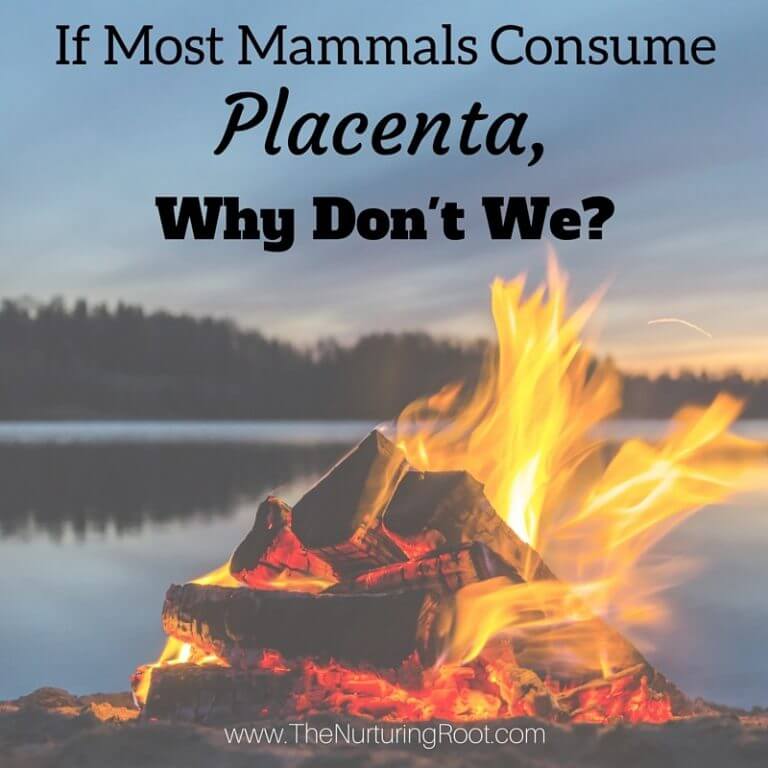 If Most Mammals Consume Placenta, Why Don’t We?